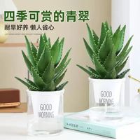 泰西丝 精选大号芦荟(原土盆) 盆栽