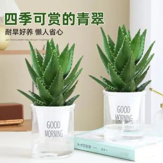 泰西丝 精选大号芦荟(原土盆) 盆栽