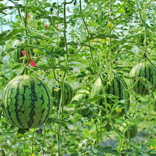 迭果 庞各庄头茬小西瓜 6-7斤 2个装