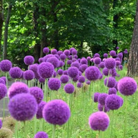花乡 大花葱种子 混色 50粒