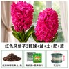 雨不停 风信子种球 重瓣水培花卉