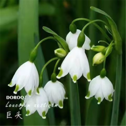 无寻 铃兰花盆栽花卉植物室内种球带芽浓香耐寒花苗 白色铃兰 10颗带根带芽+盆+肥