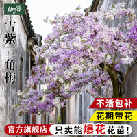 临雅 雪紫大苗 盆栽 45-50cm