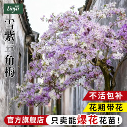 临雅 雪紫大苗 盆栽 45-50cm