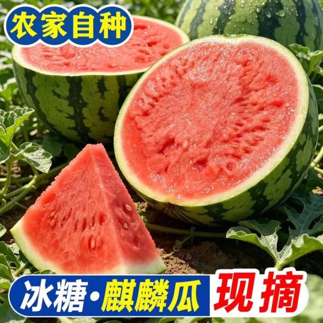 河南 夏邑冰糖麒麟无籽西瓜 新鲜现摘现发  7-9斤1粒（净重7斤+）