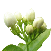 周大闯 五彩金银花藤本植物苗 5年生 攀援花卉 爬藤苗木