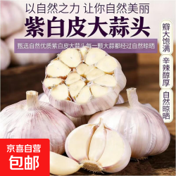 京喜 头紫白皮大蒜 山东 净重1斤*单果3.5-5cm