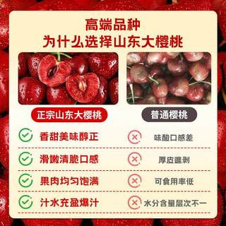 顾一 山东烟台大樱桃