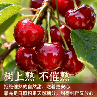 顾一 山东烟台大樱桃