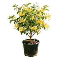 花行榜 可食用花卉盆栽 金银花 红色 40-50cm