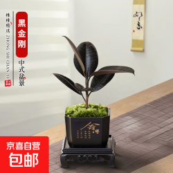 黑金刚+舍得盆+方底托+青苔