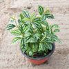 春沭 冷水花盆栽 绿色植物 四季常青 1盆