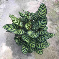 春花妙意 孔雀竹芋仿真盆栽植物 室内观叶绿植 47cm*35cm