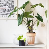 虹越 斑马海芋 90#盆栽