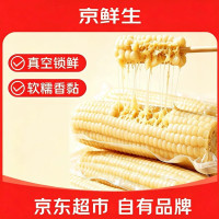 移动端、京东百亿补贴：京鲜生 东北白糯玉米250g*10棒 新鲜甜糯玉米棒真空包装粘玉米 源头直发 糯九黄糯玉米8棒 3.2斤