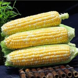 京鲜生 云南金银水果甜玉米 净重5斤 单果320g+