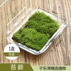 锦枫 苔藓微景观植物 材料 鲜活青苔盆栽