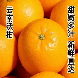 滇老头 沃柑