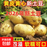 移动端、京东百亿补贴：京喜 2026新货土豆正宗新鲜现挖马铃薯洋芋整箱黄皮黄心软糯批发蔬菜 山东精品5斤净重（单果100g+） 手工臻选