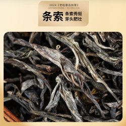 茗醉天下 2026年头春老班章古树普洱茶生茶 500克