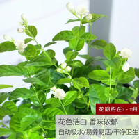 开时果 茉莉花苗盆栽 浓香型 5-10株 加仑盆