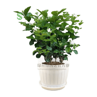 绿丝绦 白色重瓣茉莉 1加仑带盆栽好