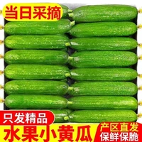 时鸟 水果小黄瓜新鲜现摘无刺生吃清脆爽头茬嫰瓜口应季蔬菜