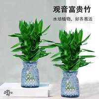 花伴水 富贵竹 水培观音竹 2盆装 家庭绿植