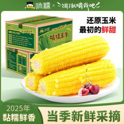 啃糯 新鲜真空包装 糯玉米  2500g