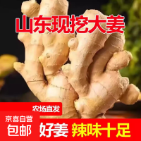 移动端、京东百亿补贴：山东窖藏大黄姜新鲜生姜老姜沙姜月子姜农家现挖当季蔬菜 净重1.8斤