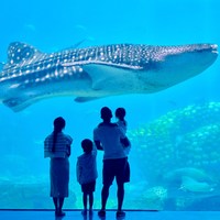 飞猪旅行 珠海长隆2天1晚无限畅玩海洋王国/飞船乐园可选长隆秀 端午暑假适用