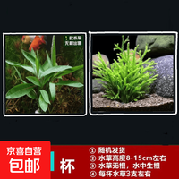 京喜 鱼缸懒人水草植物淡水 随机一杯送吸盘 （水草无根发货）