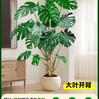 雅致 老桩龟背竹 提根大叶 1盆