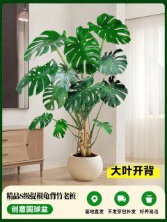 雅致 老桩龟背竹 提根大叶 1盆