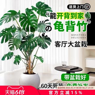 雅致 老桩龟背竹 提根大叶 1盆