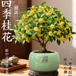 四季桂花盆栽老桩植物好养活树苗 酒酿干花卉办公室内桌面绿植 桂花小苗一颗
