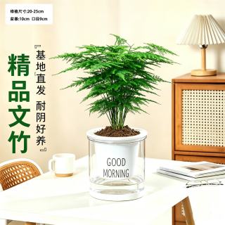 京东绿植 文竹 小盆栽 桌面摆件 净化空气