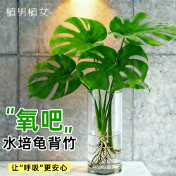 植男植女 水培开背龟背竹盆栽1株无瓶