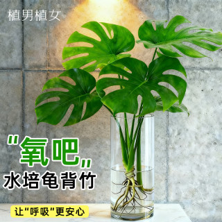 植男植女 水培开背龟背竹盆栽1株无瓶