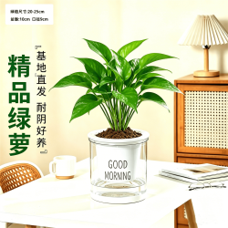 京东绿植 绿萝小盆栽 桌面创意摆件 绿萝