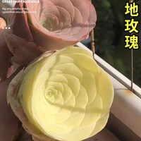 雨不停 山地玫瑰多肉植物盆栽 紫色 大株