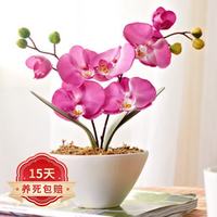 旺之春 蝴蝶兰花苗盆栽室内观花植物桌面阳台年宵花卉四季开花绿植花卉  公主蝴蝶兰 透明原盆 原土
