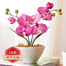 旺之春 蝴蝶兰花苗盆栽室内观花植物桌面阳台年宵花卉四季开花绿植花卉  公主蝴蝶兰 透明原盆 原土