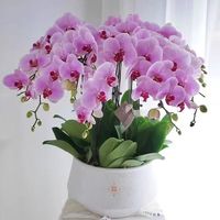 御春阁 蝴蝶兰花苗盆栽室内观花植物桌面阳台年宵花卉四季开花绿植花卉 光芒四射蝴蝶兰 透明原盆 原土