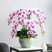 御春阁 蝴蝶兰花苗盆栽室内观花植物桌面阳台年宵花卉四季开花绿植花卉 紫点蝴蝶兰 透明原盆 原土