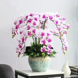 御春阁 蝴蝶兰花苗盆栽室内观花植物桌面阳台年宵花卉四季开花绿植花卉 紫点蝴蝶兰 透明原盆 原土