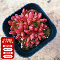 两腿跑 红宝石 桃蛋 乌木 多肉植物盆栽 红宝石(2-3头) 塑料盆