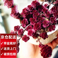 两腿跑 多肉植物带盆栽好精品小老桩多头盆栽钱串太阳花红唇鹿角海棠葡萄 小球玫瑰(群生) 塑料盆