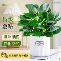沭之美 金钻绿公主盆栽 3株+陶瓷盆