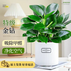沭之美 金钻绿公主盆栽 3株+陶瓷盆